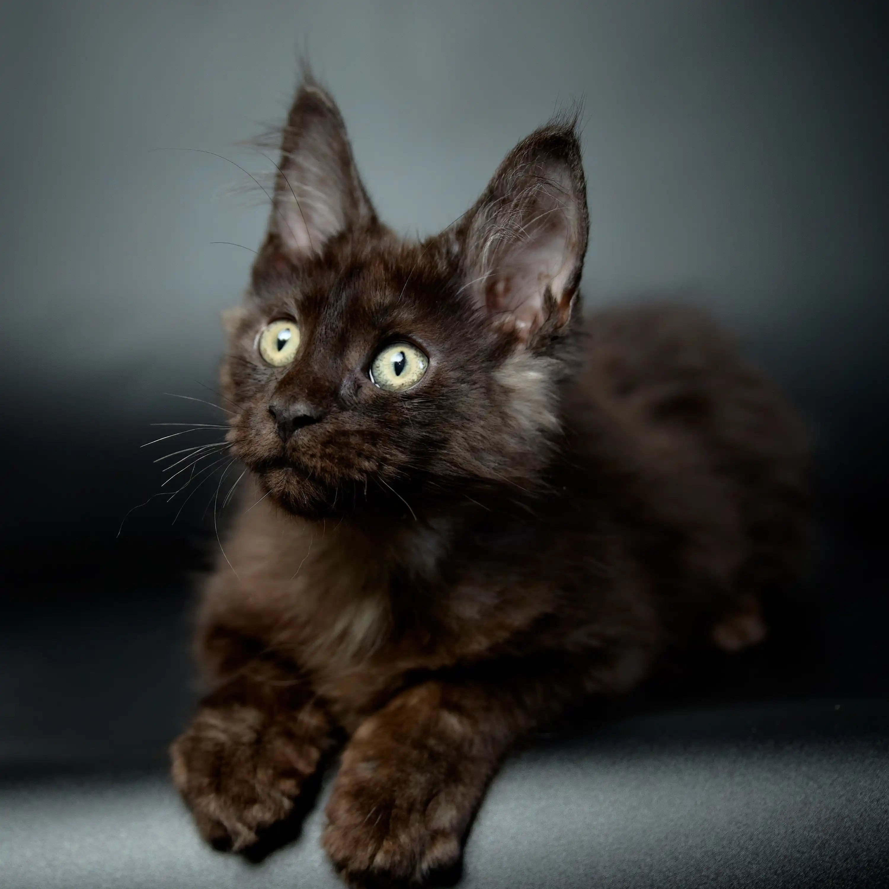 Maine Coon Kittens for Sale Ivar | Kitten