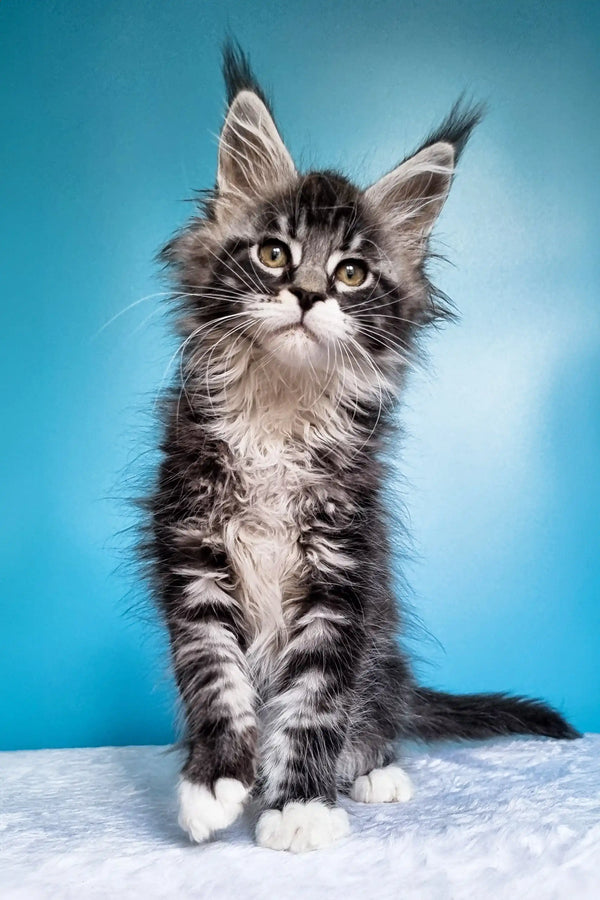 Adorable Maine Coon kitten with fluffy fur and ear tufts in Ivasik product display