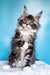 Fluffy Maine Coon kitten with ear tufts and alert eyes from Ivasik