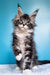 Fluffy gray and white Maine Coon kitten with cute ear tufts from Ivasik