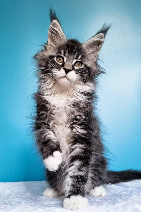 Fluffy gray and white Maine Coon kitten with cute ear tufts from Ivasik