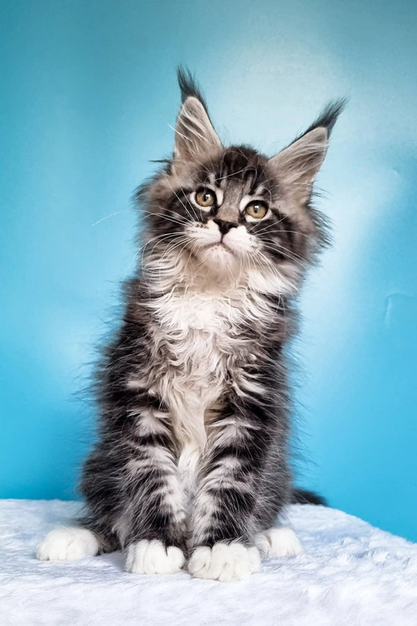 Fluffy Maine Coon kitten with alert expression and cute ear tufts for Ivasik product