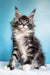 Fluffy Maine Coon kitten with ear tufts and alert look, perfect for Ivasik product