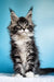 Fluffy Maine Coon kitten with ear tufts and alert look from Ivasik | Maine Coon Kitten