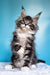 Fluffy Maine Coon kitten with tufts and alert look in Ivasik product