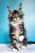 Fluffy Maine Coon kitten with ear tufts and curious expression for Ivasik product