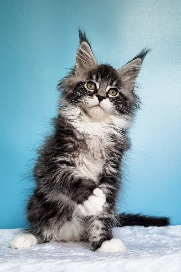 Fluffy Maine Coon kitten with cute ear tufts and bushy tail from Ivasik