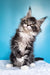 Fluffy Maine Coon kitten with ear tufts and big eyes from Ivasik collection