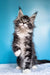 Fluffy Maine Coon kitten with cute ear tufts and alert look from Ivasik