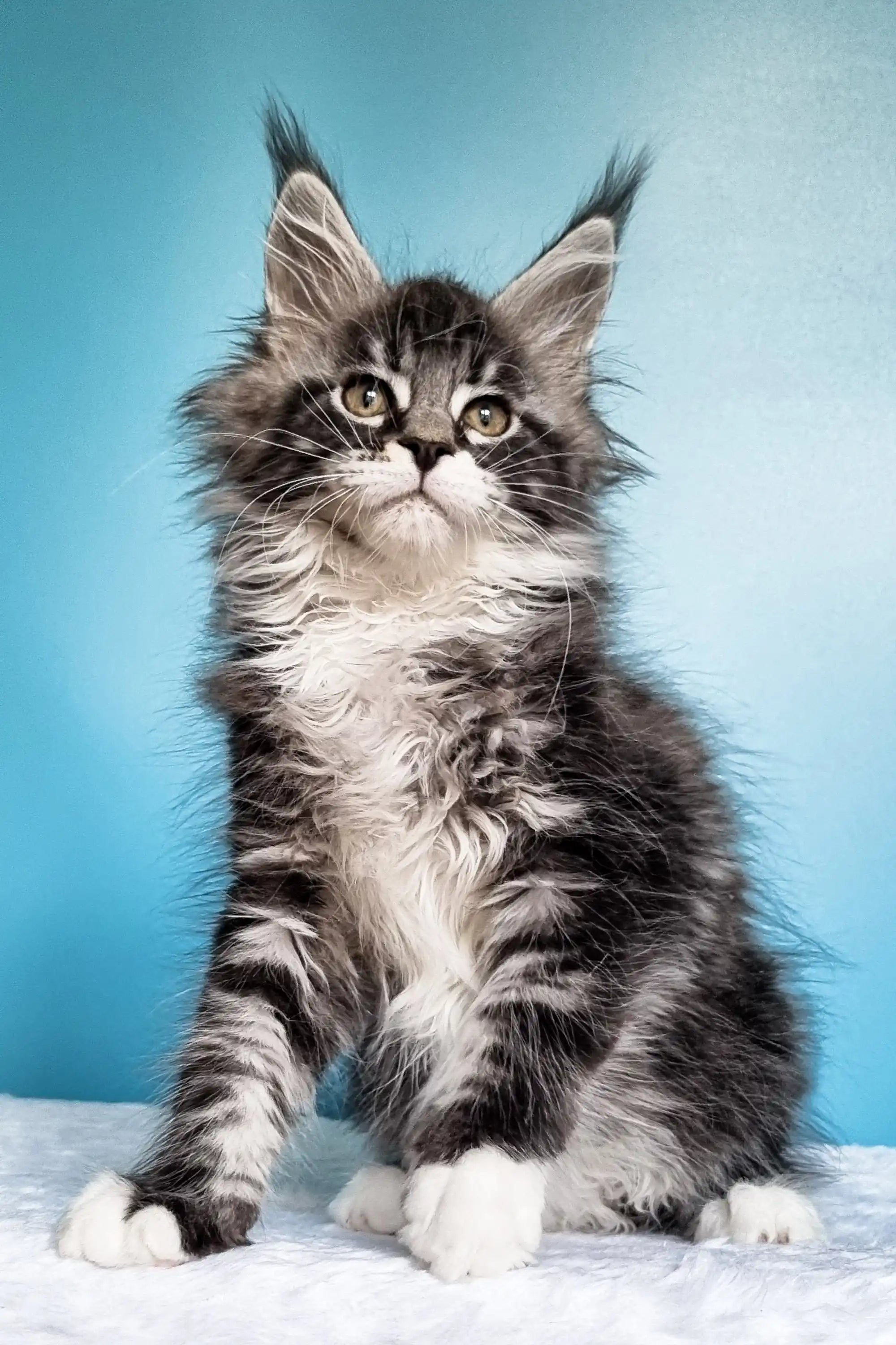 Maine Coon Kittens for Sale Ivasik | Kitten