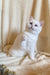 Adorable white British Shorthair kitten Ivi with stunning blue eyes