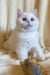 Cute white British Shorthair kitten Ivi with stunning blue eyes