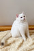 Cute white British Shorthair kitten named Ivi with stunning blue eyes