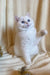 White British Shorthair kitten named Ivi with blue eyes raising paw adorably