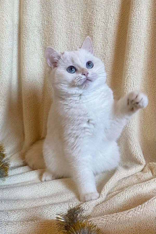 White British Shorthair kitten named Ivi with blue eyes raising paw adorably
