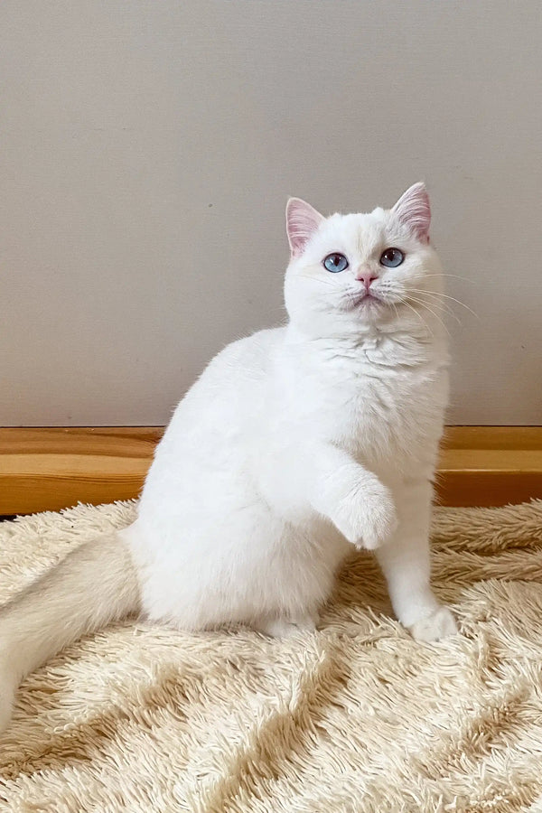 White British Shorthair kitten named Ivi with stunning blue eyes