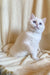 White British Shorthair kitten named Ivi with stunning blue eyes