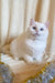 White British Shorthair kitten named Ivi with striking blue eyes