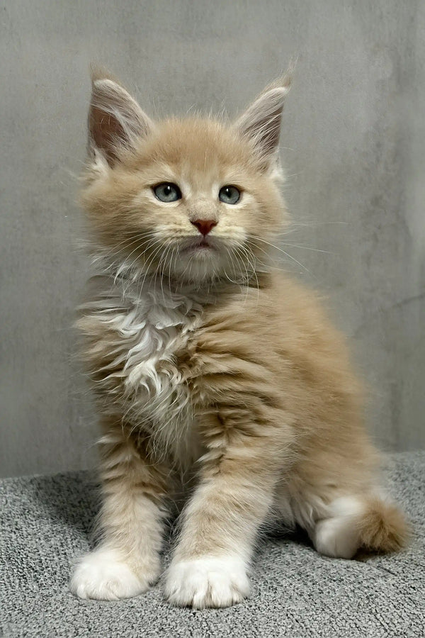 Ivon | maine coon kitten