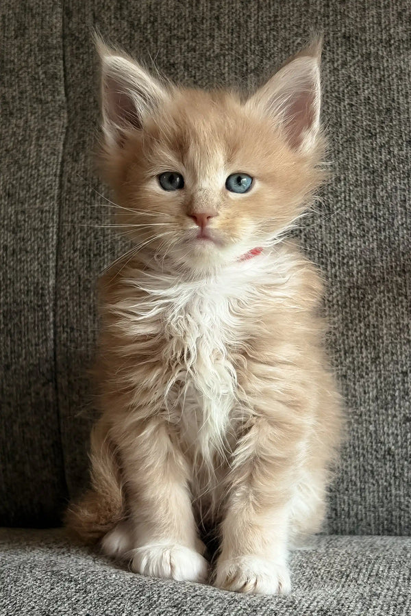 Ivon | maine coon kitten