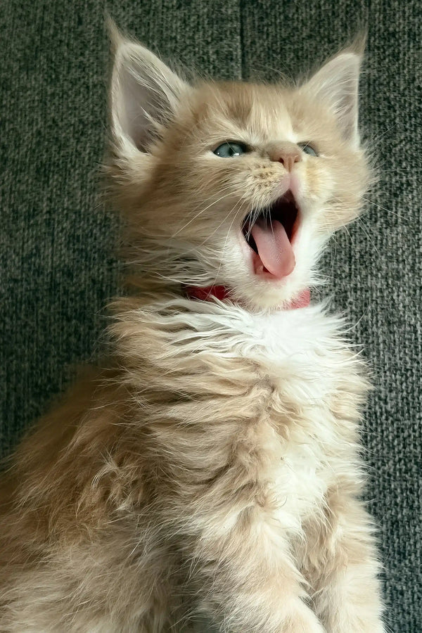 Ivon | maine coon kitten