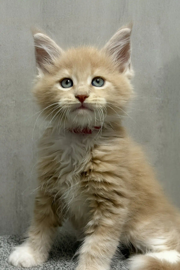 Ivon | maine coon kitten