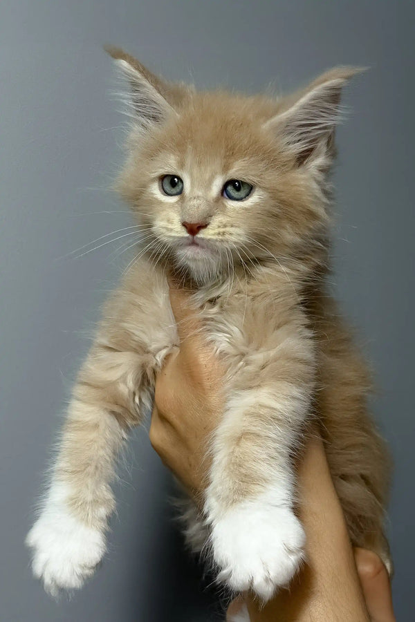 Ivon | maine coon kitten