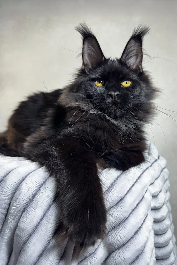 Black Maine Coon kitten named Ivon with yellow eyes lounging on a gray blanket