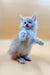 Fluffy white Maine Coon kitten standing on hind legs with paw raised, super cute!