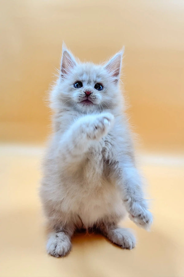 Cute Maine Coon kitten sitting upright with one paw raised, ready for action