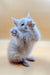 Fluffy white Maine Coon kitten standing on hind legs with paws raised