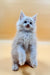 Fluffy Maine Coon kitten sitting upright with blue eyes and a pink nose