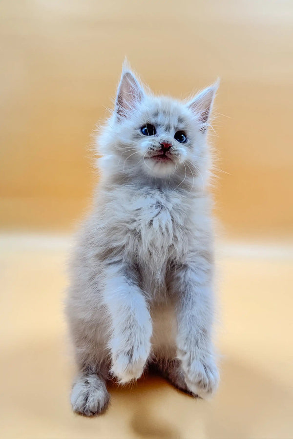 Fluffy Maine Coon kitten sitting upright with blue eyes and a pink nose