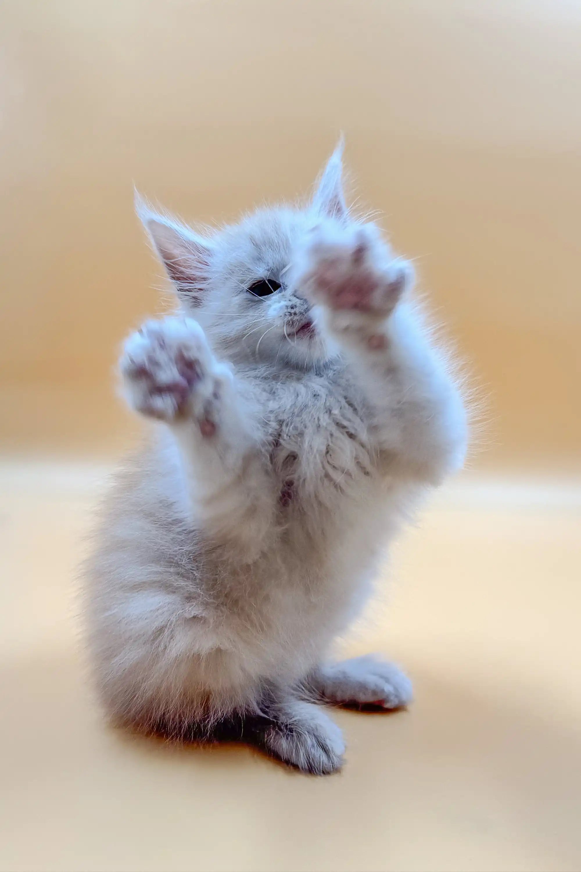Maine Coon Kittens for Sale Ivon | Kitten