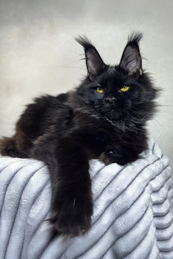 Majestic black Maine Coon cat with yellow eyes chilling on a cozy blanket