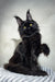 Majestic black Maine Coon kitten with yellow eyes and cute ear tufts in Ivon product