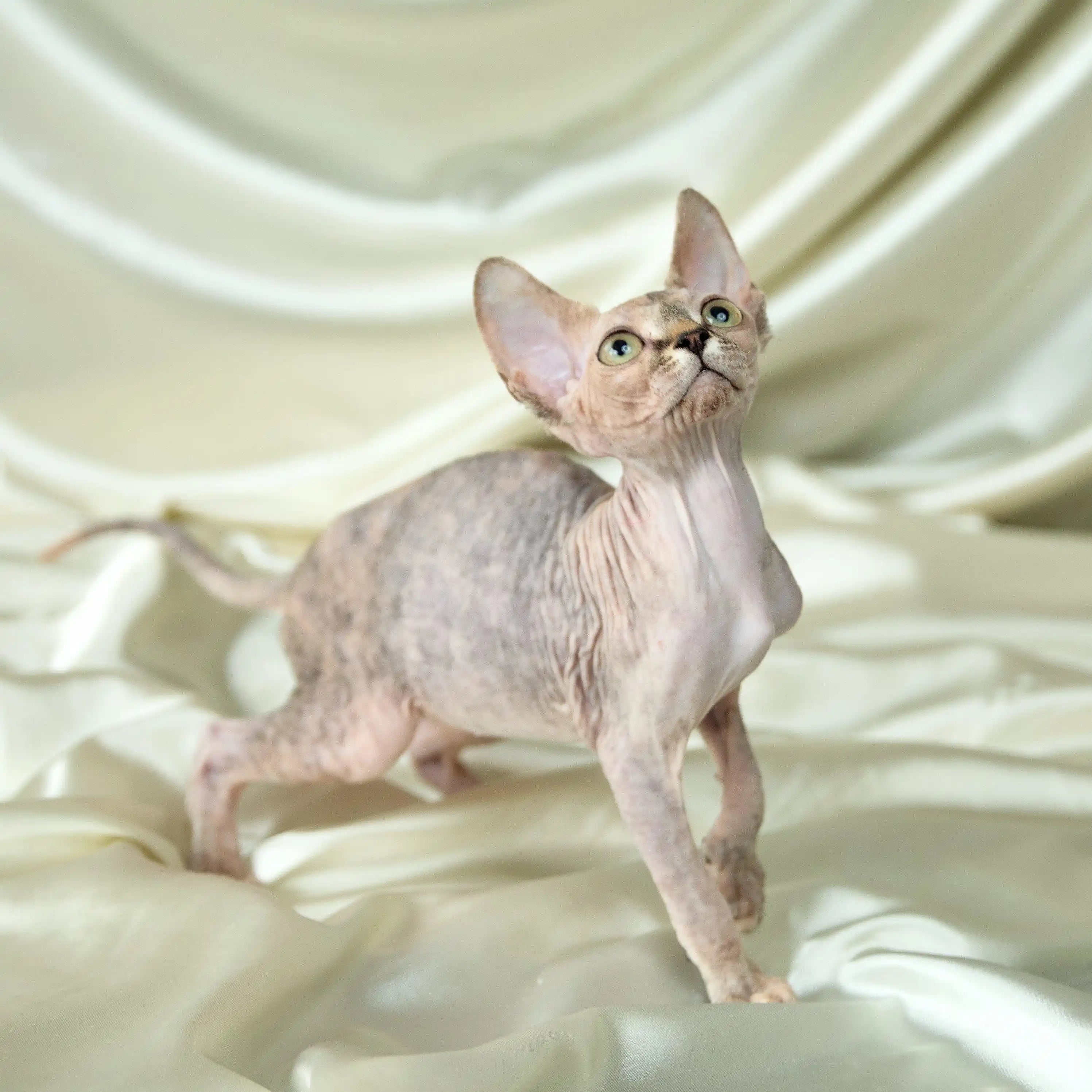 Sphynx Cats for Sale | Kittens For Ivona | Kitten