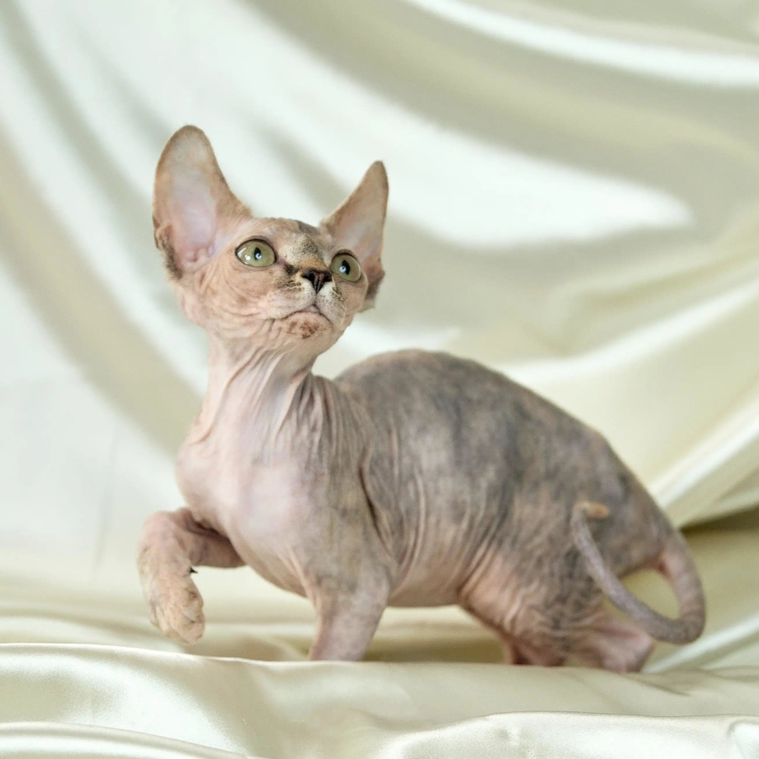 Sphynx Cats for Sale | Kittens For Ivona | Kitten