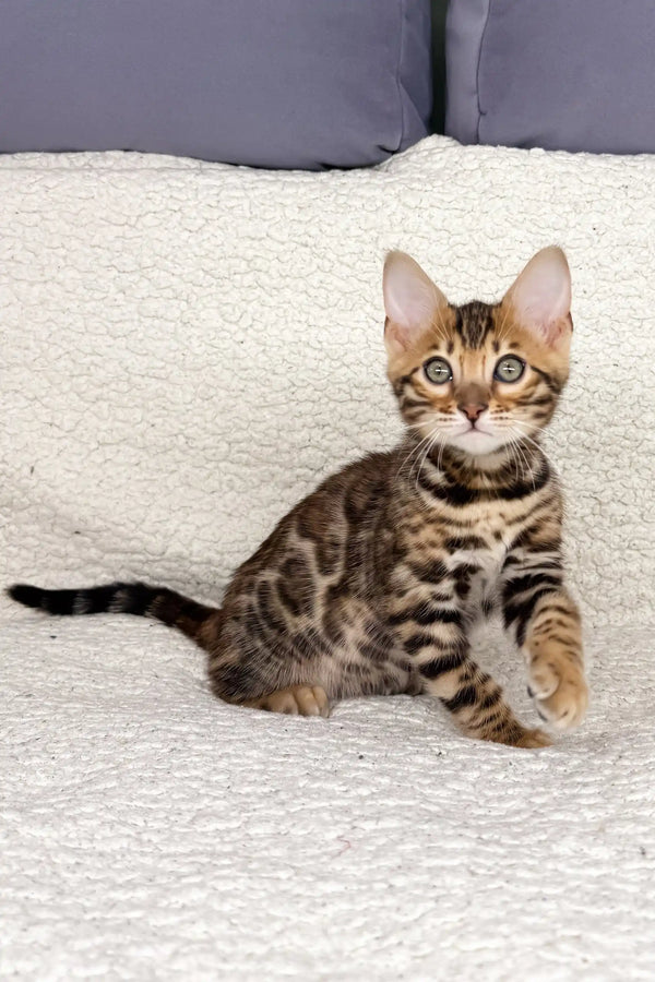 Bengal kitten Ivor showing off his stunning markings and playful personality