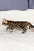 Spotted Bengal kitten Ivor showcasing playful charm and beautiful markings