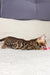 Spotted Bengal kitten Ivor, the adorable Bengal Kitten ready for a new home