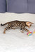 Cute Spotted Bengal kitten frolicking around, perfect for Ivor | Bengal Kitten