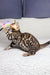 Spotted Bengal kitten having a blast, showcasing the playful spirit of Ivor