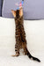 Spotted brown Bengal kitten named Ivor standing upright, looking super cute