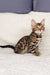 Cute Spotted and Striped Bengal Kitten from Ivor | Bengal Kitten collection