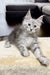 Fluffy gray Maine Coon kitten with long fur and alert eyes ready for a new home