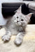 Fluffy gray Maine Coon kitten with alert eyes and perked ears for Ivory product