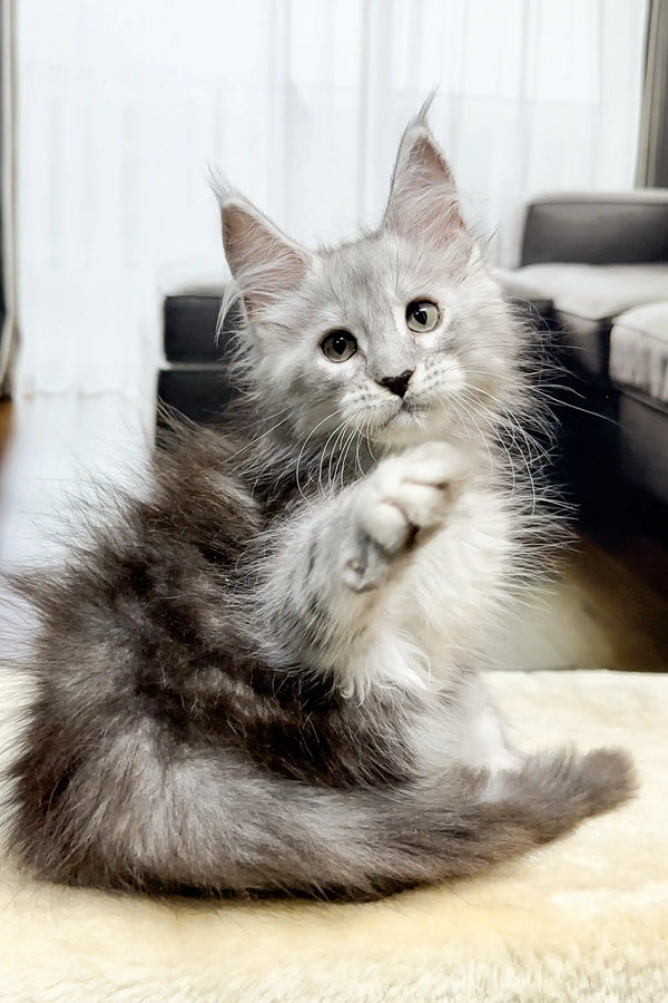 Fluffy gray Maine Coon kitten with one paw raised, looking playful and adorable