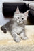 Fluffy gray Maine Coon kitten with long fur and alert eyes, perfect for your home!