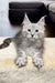 Gray Maine Coon kitten with pointed ears sitting on a light surface looking cute